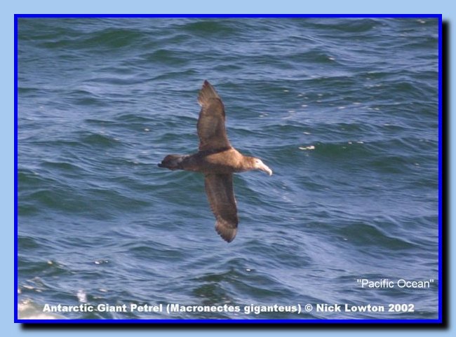 SouthernGiantPetrel