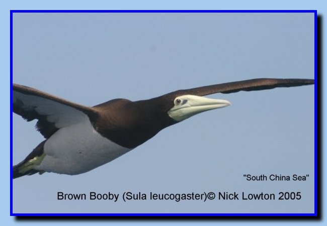 brownbooby