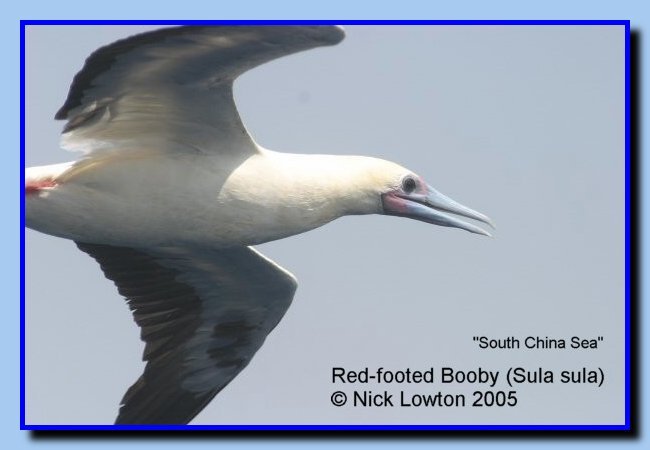 redfootedbooby