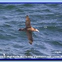 SouthernGiantPetrel
