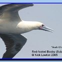 redfootedbooby
