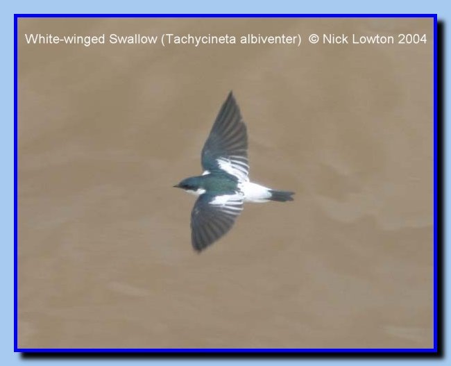 WhitewingedSwallow