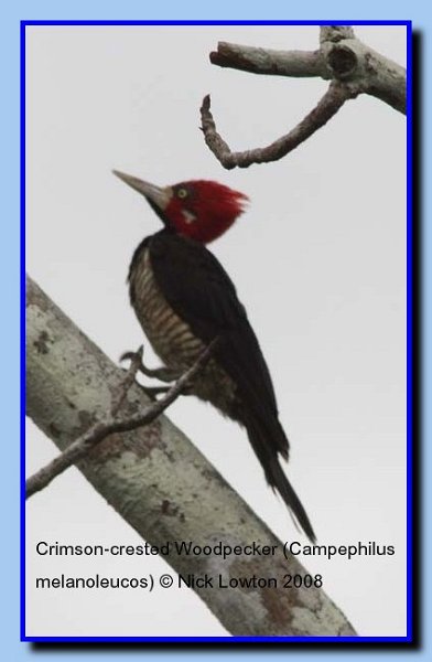 crimsoncrestedwoodpecker