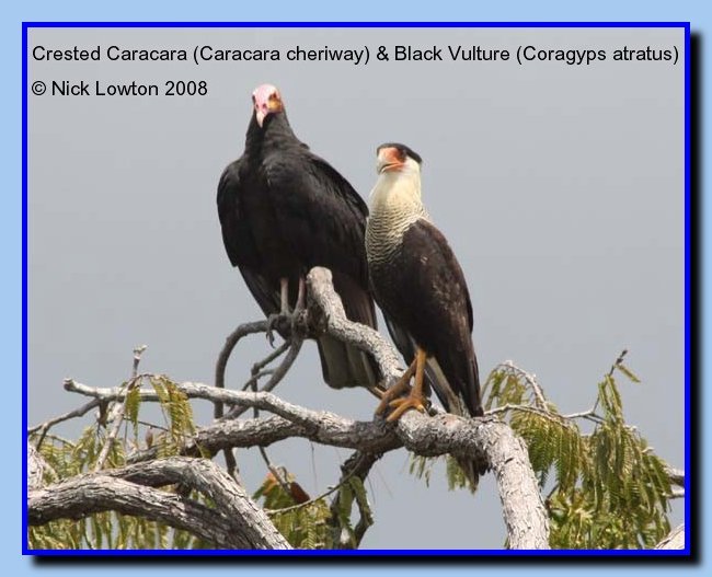 vultureandcaracara