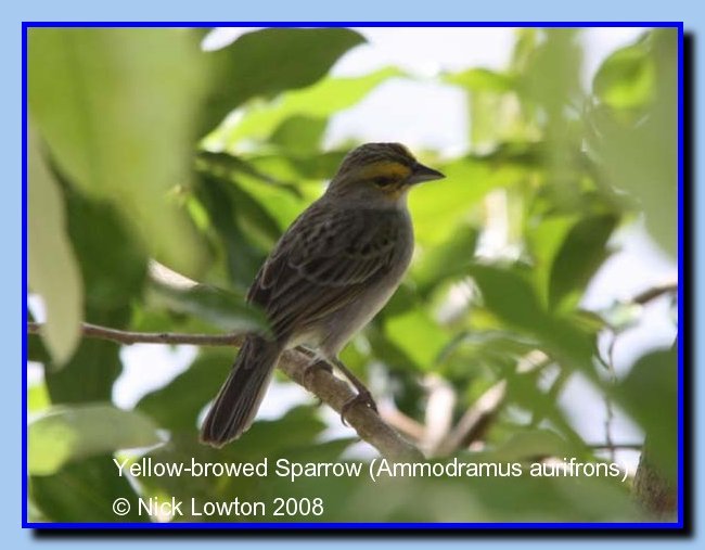 yellowbrowedsparrow