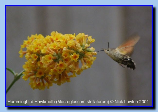 hummingbirdhawkmoth1