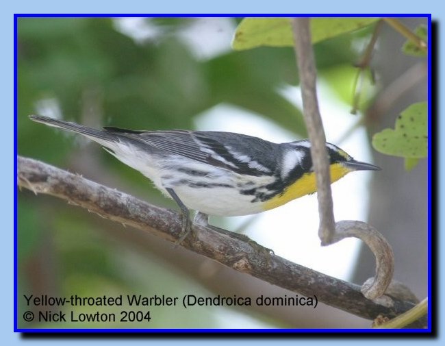 yellowthroatedwarbler