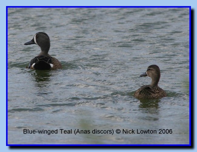 bluewingedteal