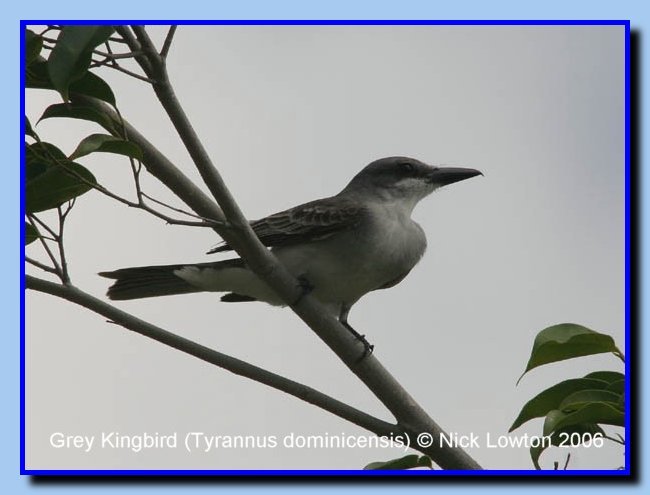 greykingbird