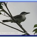greykingbird