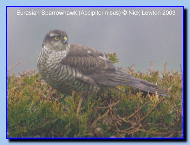 sparrowhawk2