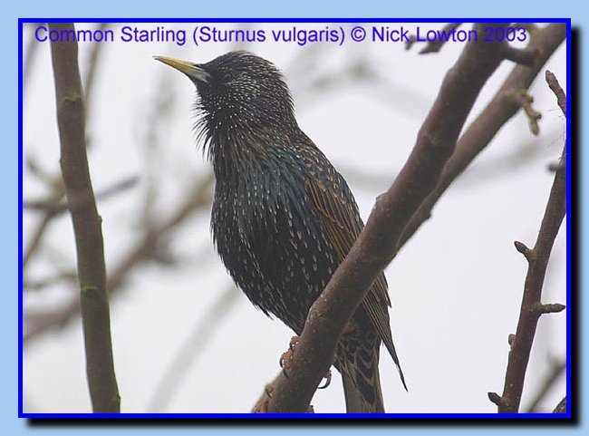 starling1