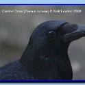 carrioncrow2