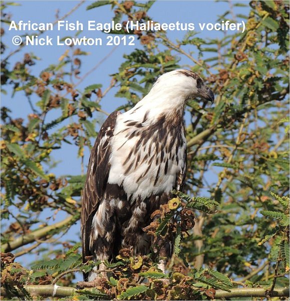 africanfisheagle