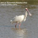 africanspoonbill