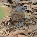 swainsonssparrow
