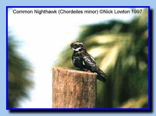 CommonNighthawk