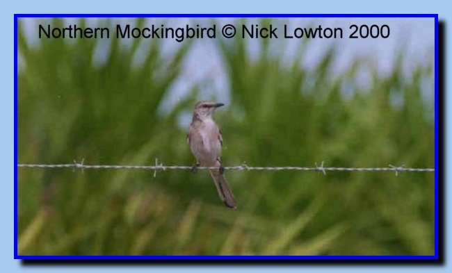 NorthernMockingbird