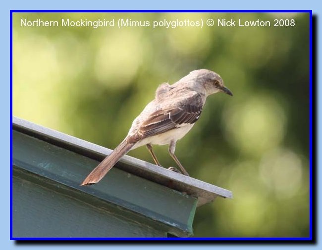northernmockingbird2008