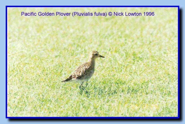 pacificgoldenplover