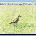 pacificgoldenplover