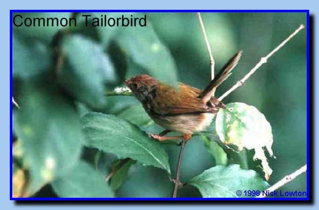 CommonTailorbird