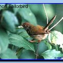 CommonTailorbird