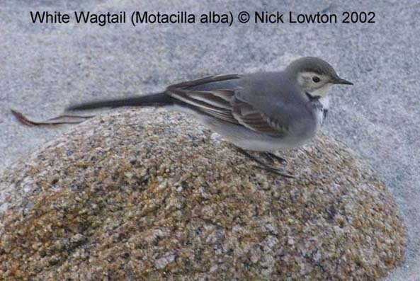 WhiteWagtail1