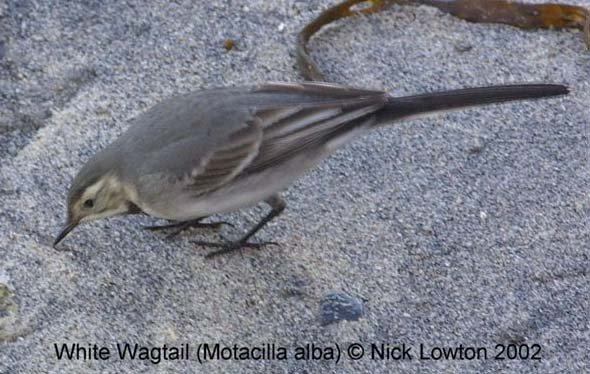 WhiteWagtail2