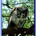 Verreaux'sEagle-Owl