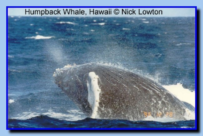 humpback1
