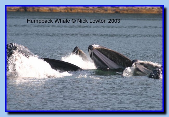 humpback2a