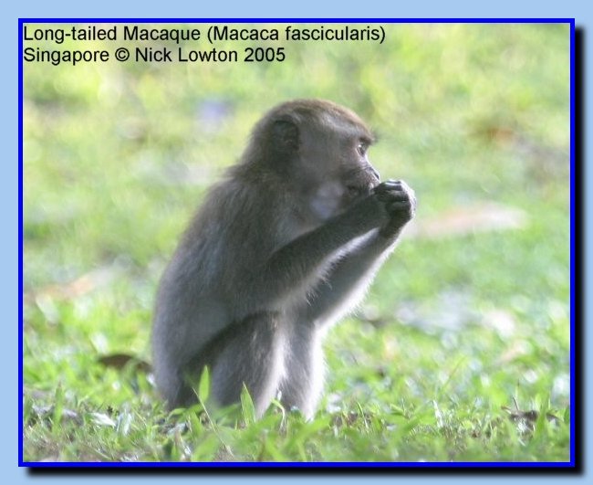 longtailedmacaque