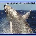 humpback2