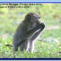 longtailedmacaque