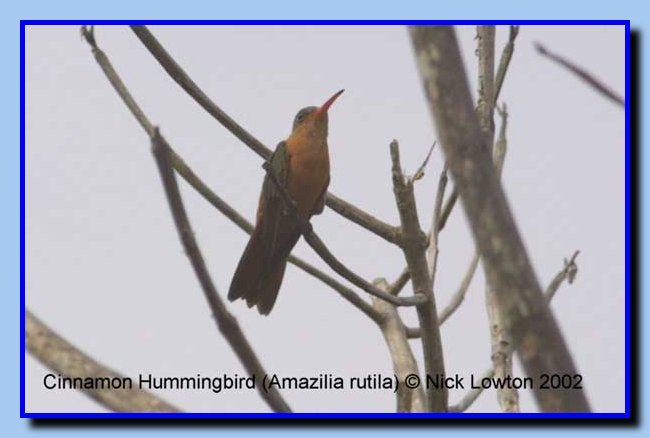 cinnamonhummingbird