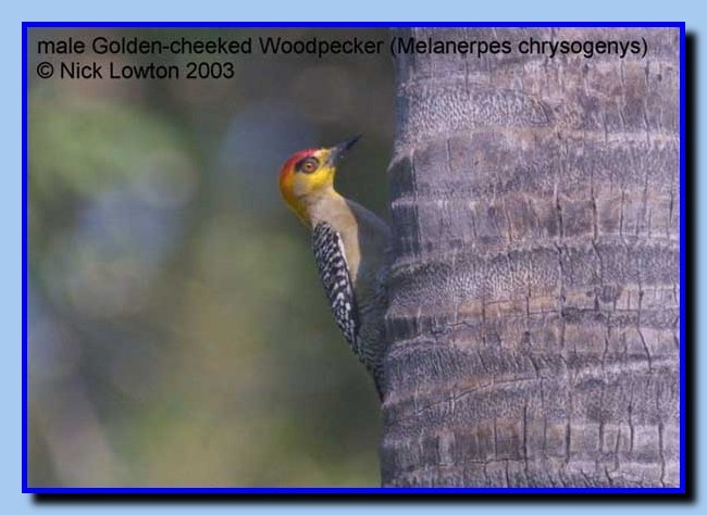 goldencheekedwoodpecker1