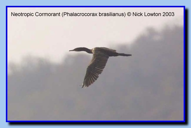 neotropicalcormorant