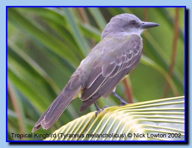 tropicalkingbird