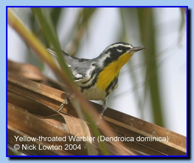 yellowthroatedwarbler