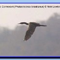 neotropicalcormorant