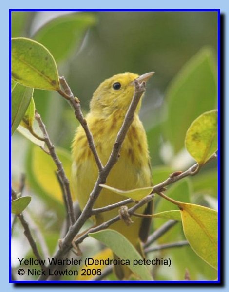yellowwarbler