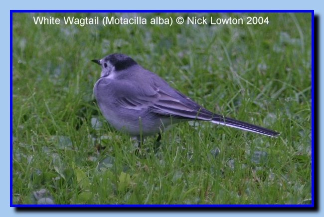 WhiteWagtail