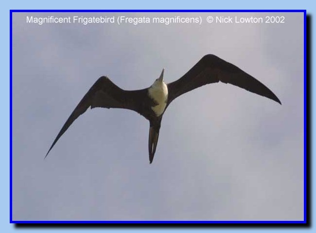 magnificentfrigatebird