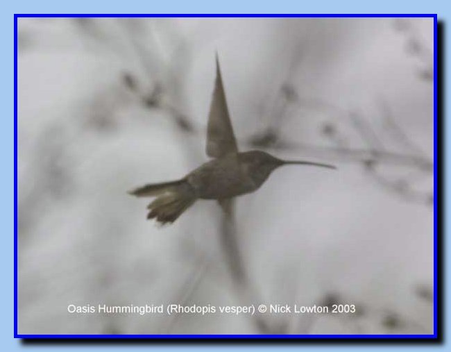 oasishummingbird