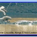 crocodile2