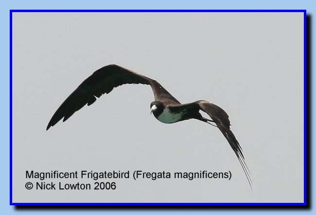 magnificentfrigatebird
