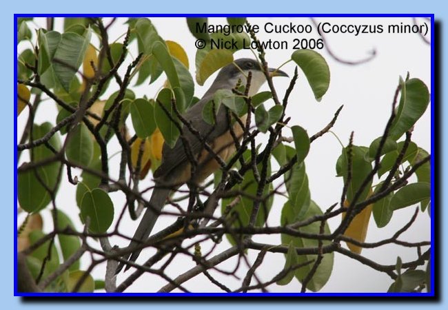 mangrovecuckoo