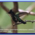 antilleancrestedhummingbird