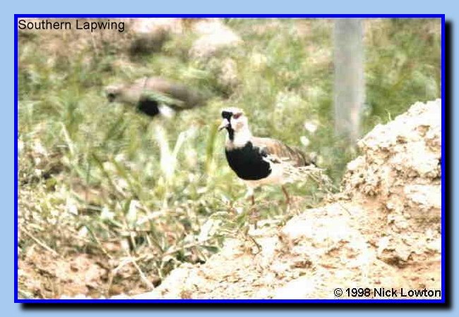 SouthernLapwing
